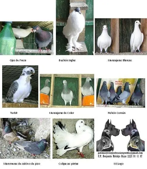 palomas de raza 3 - mis palomas de raza