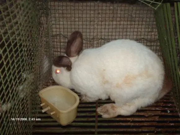 comedero de plástico - Conejo