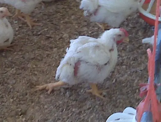 Condrodistrofia en pollos - Patologías en aves