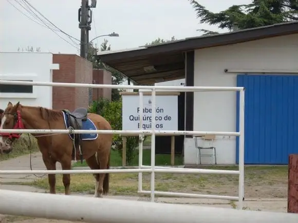 escuela de equitacion - equinos