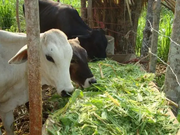 Comederos para el ganado vacuno - Pasto de corte
