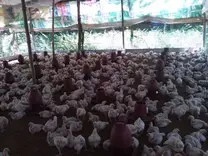 Broiler rearing at litter system