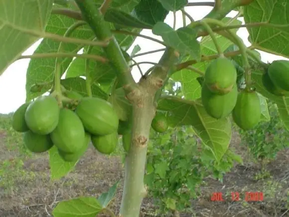 Frutos de J. curcas no tóxica - Jatropha curcas de Michoacán