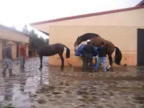 Colección de semen para inseminar a una yegua