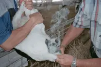 descole de cria hembra