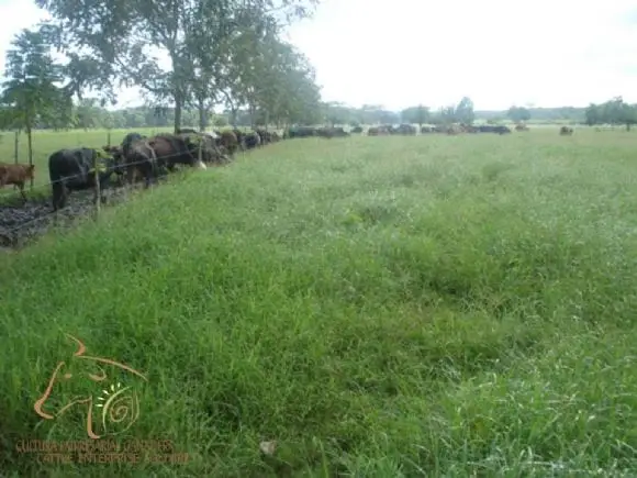 Capacitación a ganaderos en Pastoreo Racional Voisin (PRV) - Montería, diciembre de 2010 | Foto 9449