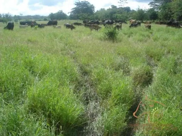 Capacitación a ganaderos en Pastoreo Racional Voisin (PRV) - Montería, diciembre de 2010 | Foto 9450