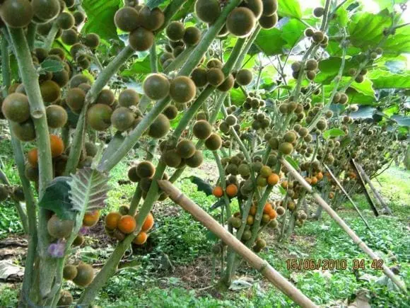 cultivos de lulo de la finca | Foto 9480