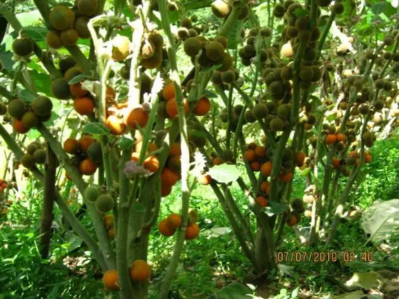 cultivos de lulo de la finca | Foto 9482