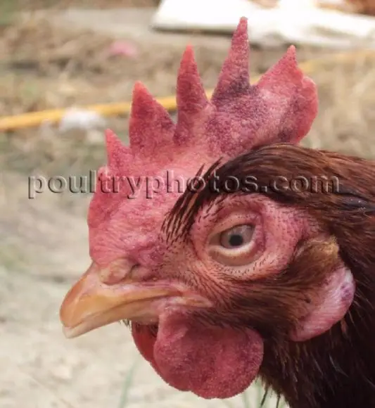 avian influenza HPAI - POULTRY DISEASE PHOTOS