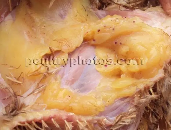 Avian Influenza HPAI - POULTRY DISEASE PHOTOS