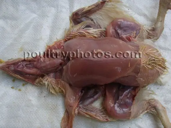 Avian Influenza broiler - POULTRY DISEASE PHOTOS