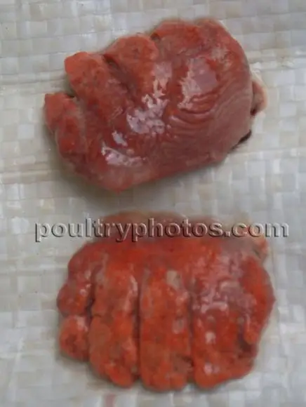 Lung HPAI - POULTRY DISEASE PHOTOS