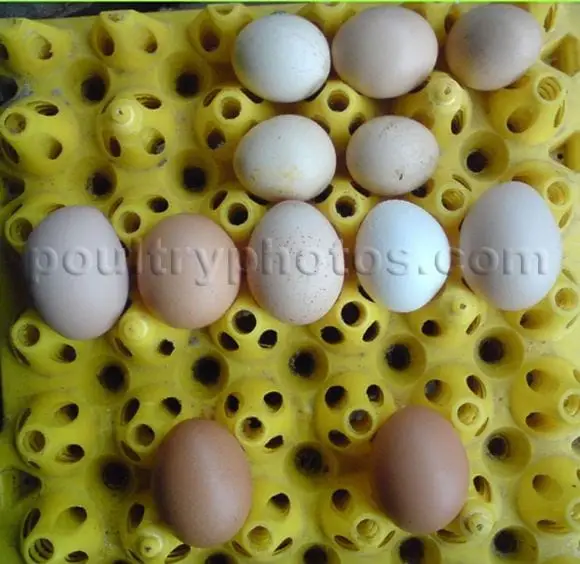 eggs comes frominfected chicekn by ND virus - Newcastle Disease VVND