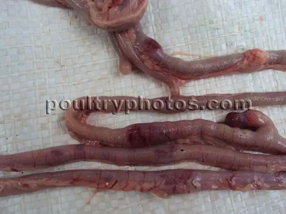 intestine broiler - Newcastle Disease VVND