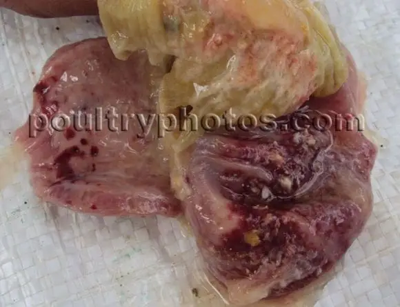 proventriculus & ventriculus broiler - Newcastle Disease VVND