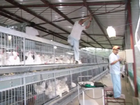 Comederos y jaulas para pollos - JAULAS PARA REPRODUCTORAS LIVIANAS