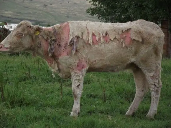 Enfermedades de la piel en ganado  - varios casos clinicos de bovinos