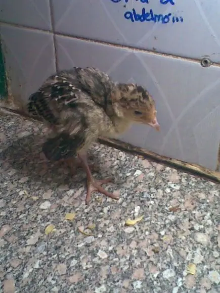 bacterial diseases ( Ecolii) -   atlas of my book called  the book  of the avian poultry conslutant