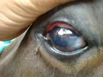 ojo izquierdo queratitis