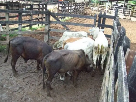 practicas con bovinos | Foto 9685