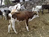 Ternero doble propósito, Holstein Rojo en vaca Brahman