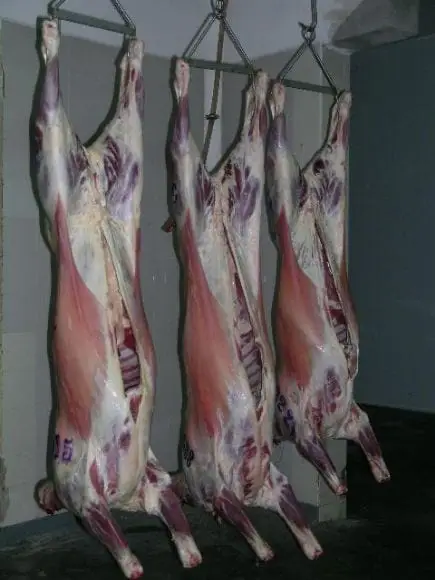 Raza Pampinta, producción de carne | Foto 4839