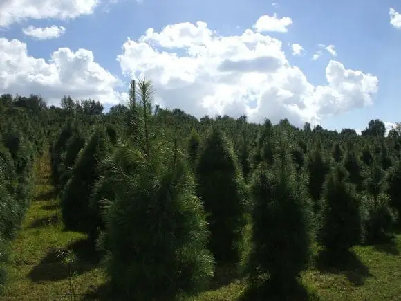 ARBOLES DE NAVIDAD | Foto 5261