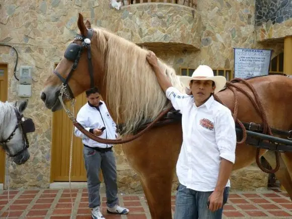 Manejo equino SENA Colombia | Foto 5676