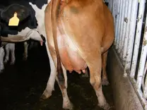 Senepol x Holstein de primer parto