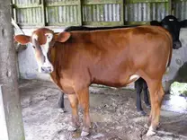 Ternero Senepol x Holstein 