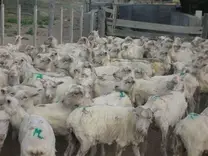 OVEJAS ESQUILADAS. Patagonia Argentina
