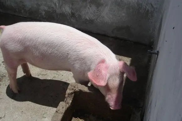 Cerdos de engorde alimentados únicamente con concentrado y pasto - Granja de la Asociacion la Salle, Huehuetenango