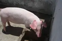 Cerdos de engorde alimentados únicamente con concentrado y pasto