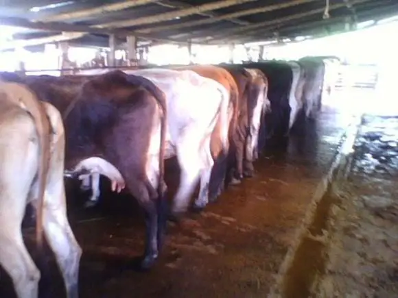 semovientes bovinos | Foto 6059