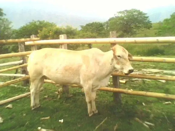semovientes bovinos programa de IATF | Foto 6062