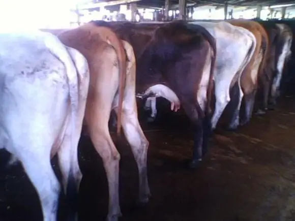 semovientes bovinos programa de IATF | Foto 6060