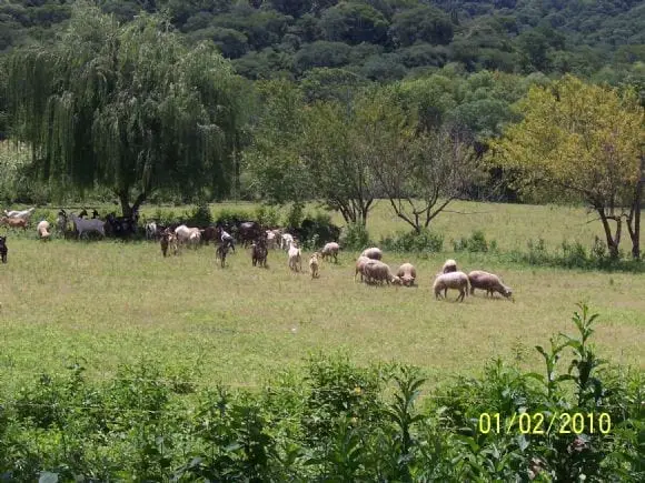 Finca La Novedosa | Foto 6416