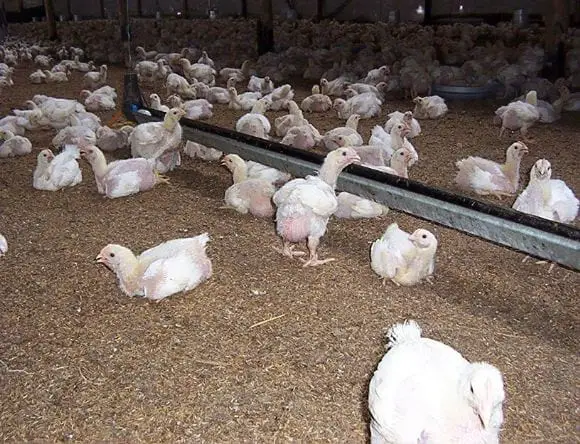 Problemas de manejo en pollos - PROBLEMAS DE MANEJO
