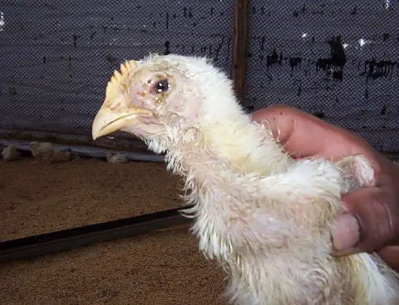 Falta de ventilación en pollos - PROBLEMAS DE MANEJO
