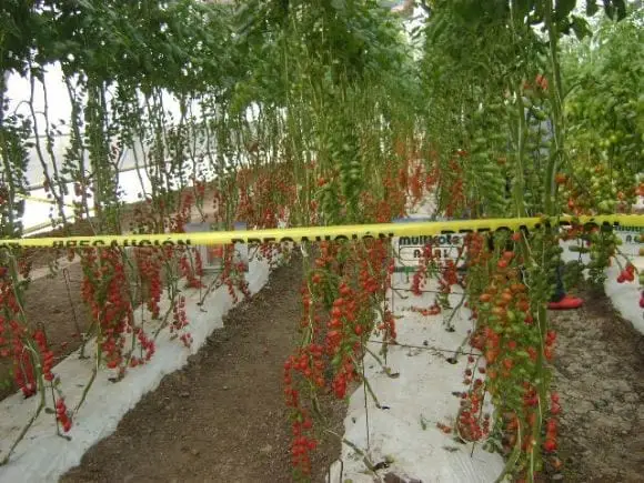 Producción de chile en invernadero - Sector agropecuario en Querétaro, México