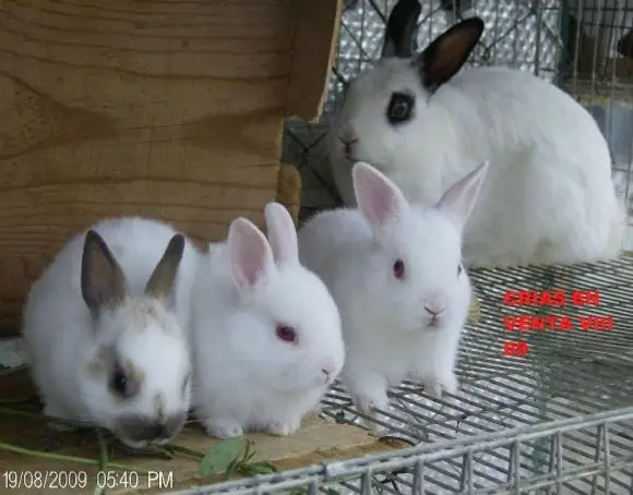 conejos enanos | Foto 7102