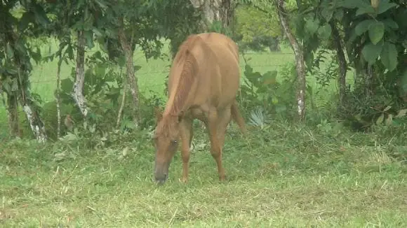 Puka to WinLlegua Cuarto de MillaGanadera M - 14 Chiriqui Panama - Potros cuarto de Milla