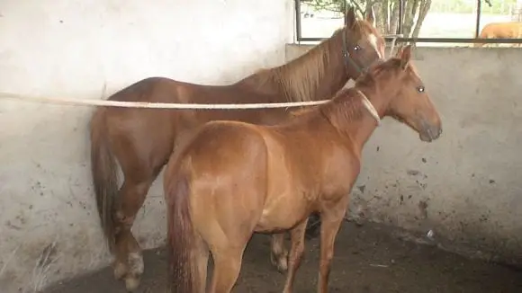 Caballos Ganadera M - 14 | Foto 7566