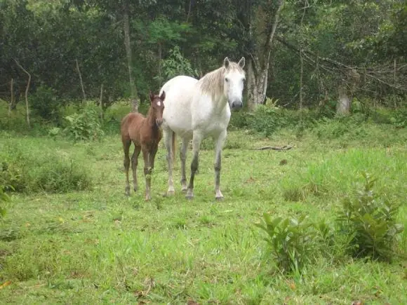 Caballos Ganadera M - 14 | Foto 7574