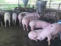 Cerdos en engorde