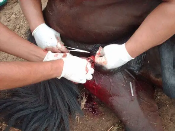 castracion en equinos | Foto 8064