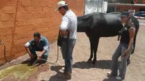 Lavado estomacal a caballo