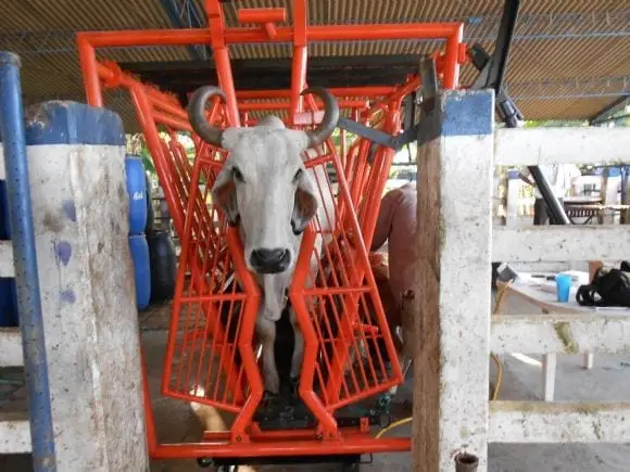 Sistema de tijera para encuellar cabeza - Brete Bascula Mecanico