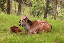 Brahman-senepol